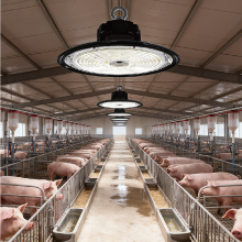 livestock barns